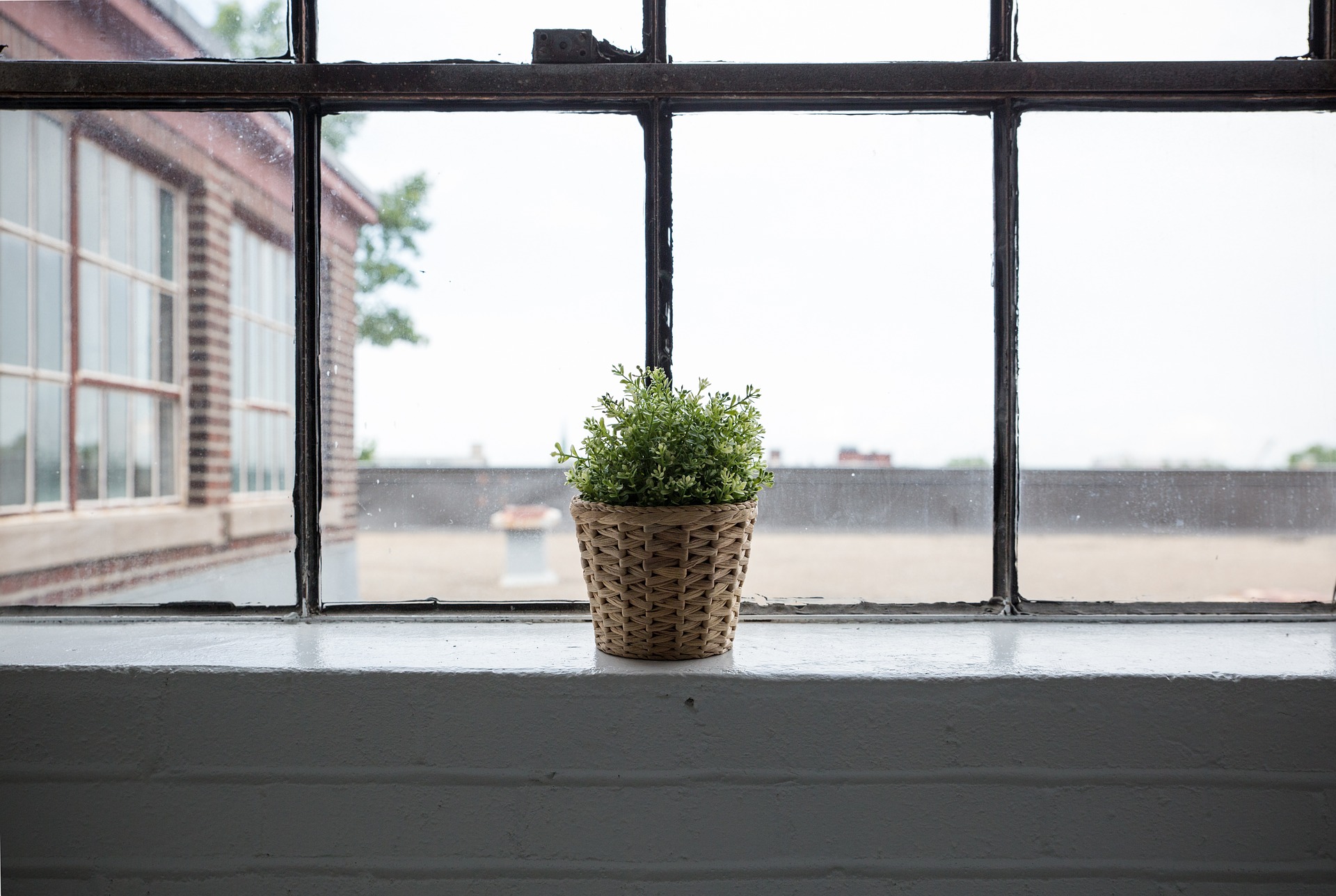 window plant